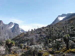 Rwenzori trekking