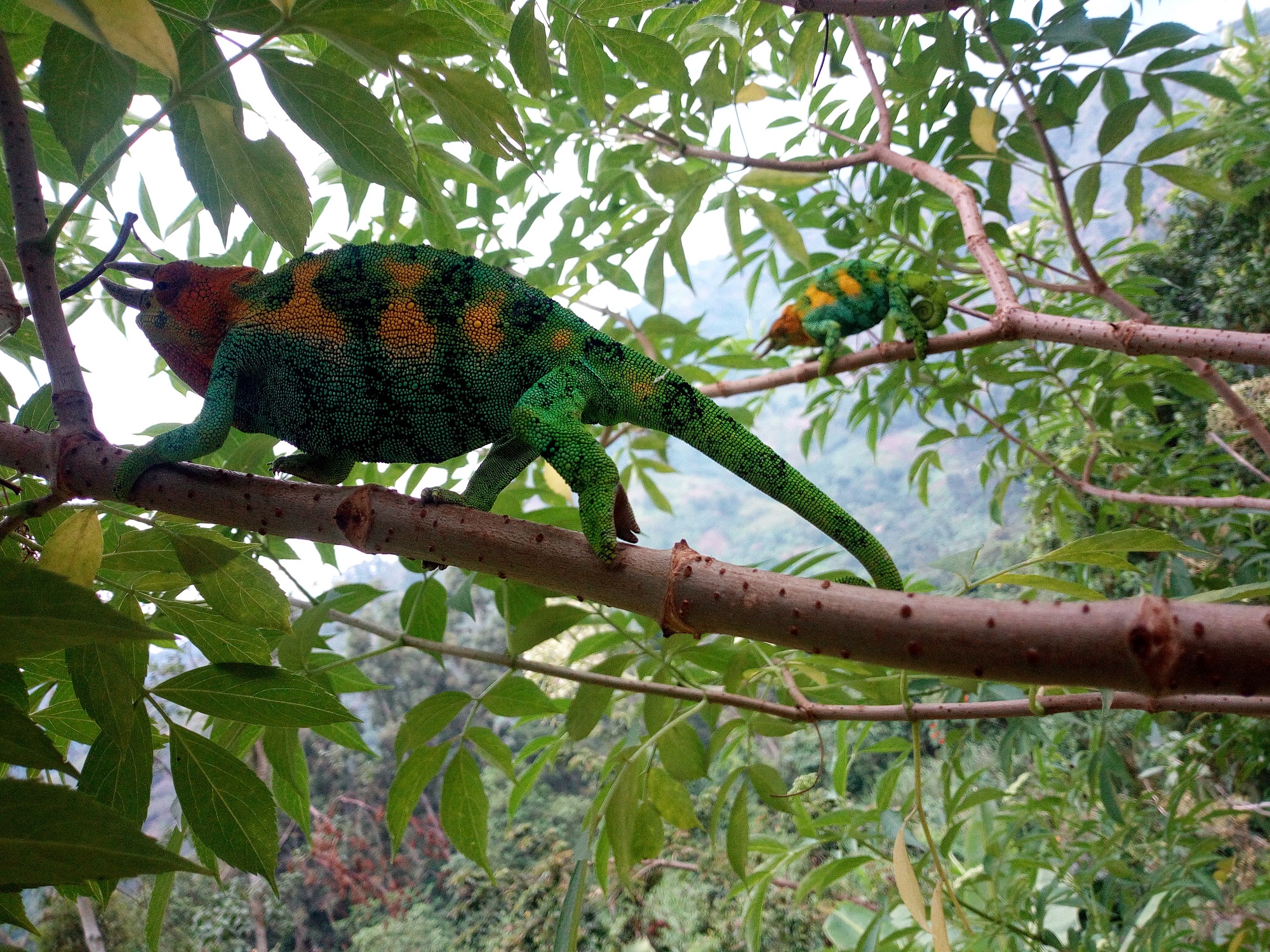 Rwenzori Chameleon