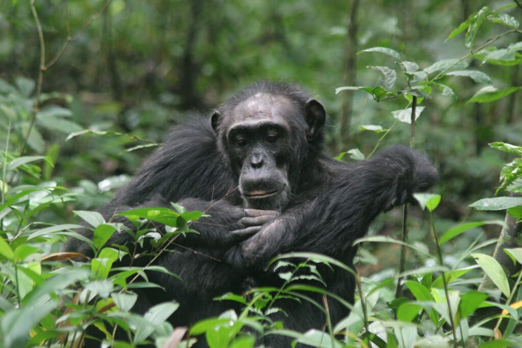 Chimpanzee Trekking