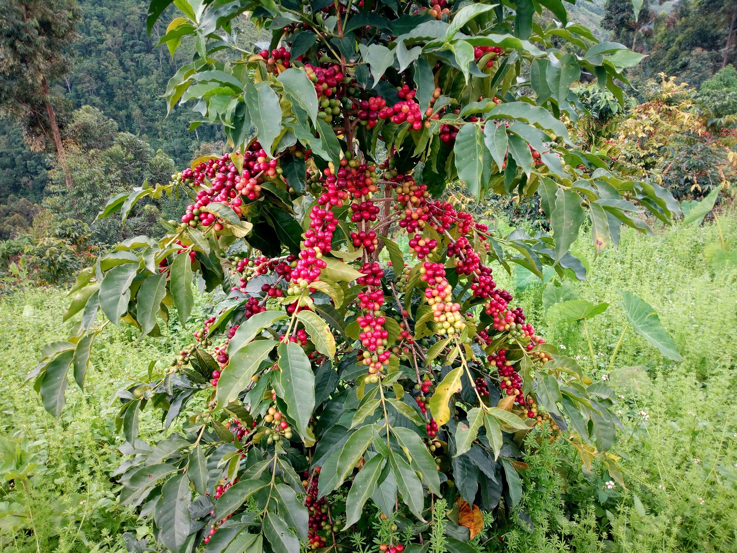 Rwenzori coffee safari